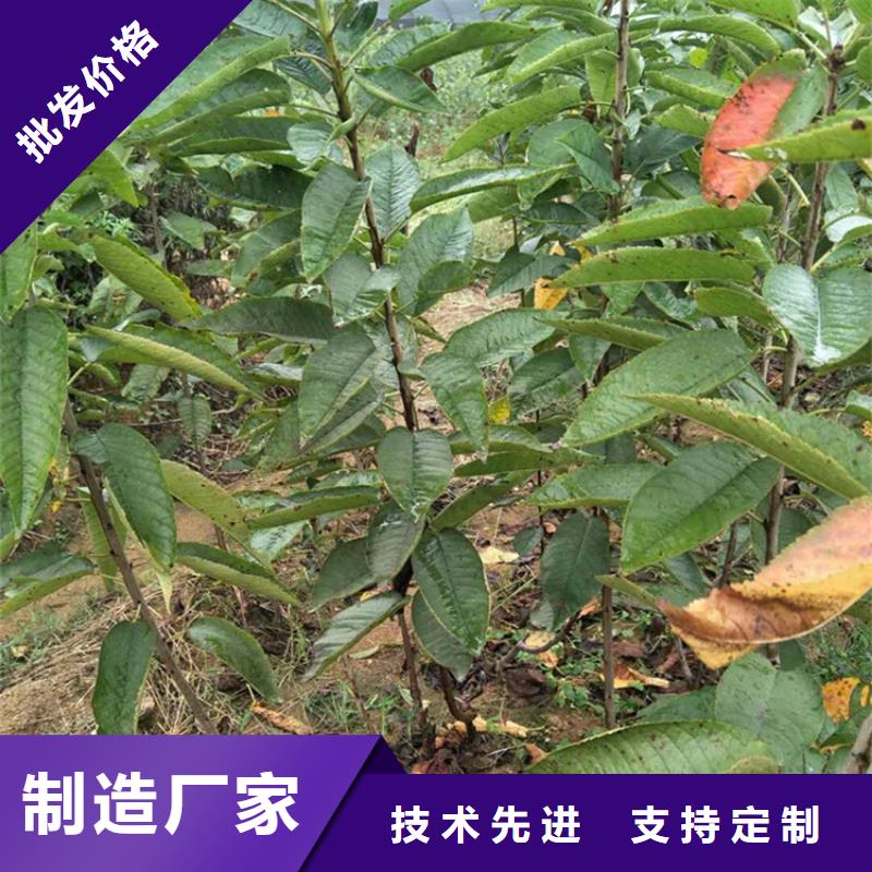 嫁接樱桃苗种植管理技术检验发货