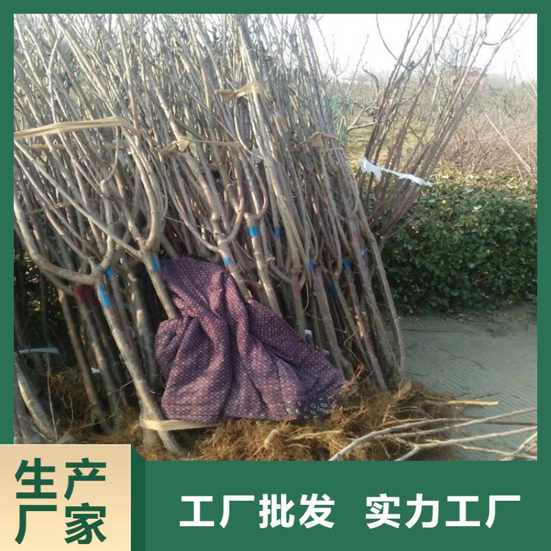 矮化大樱桃苗育苗基地现货