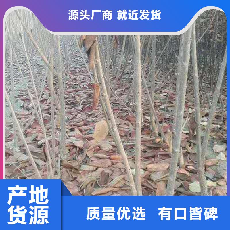 塔玛拉樱桃苗什么时间移栽最好工厂价格