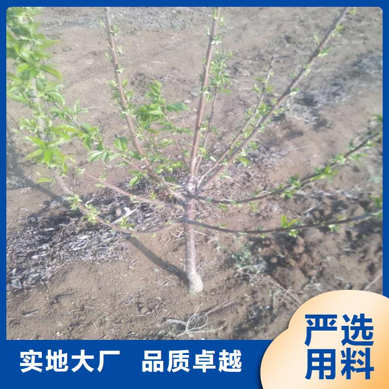 矮化大樱桃树苗种植基地自产自销