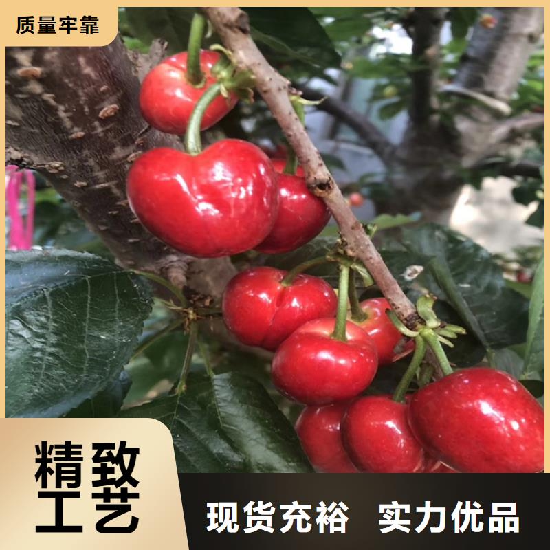 大樱桃苗露天种植产品性能