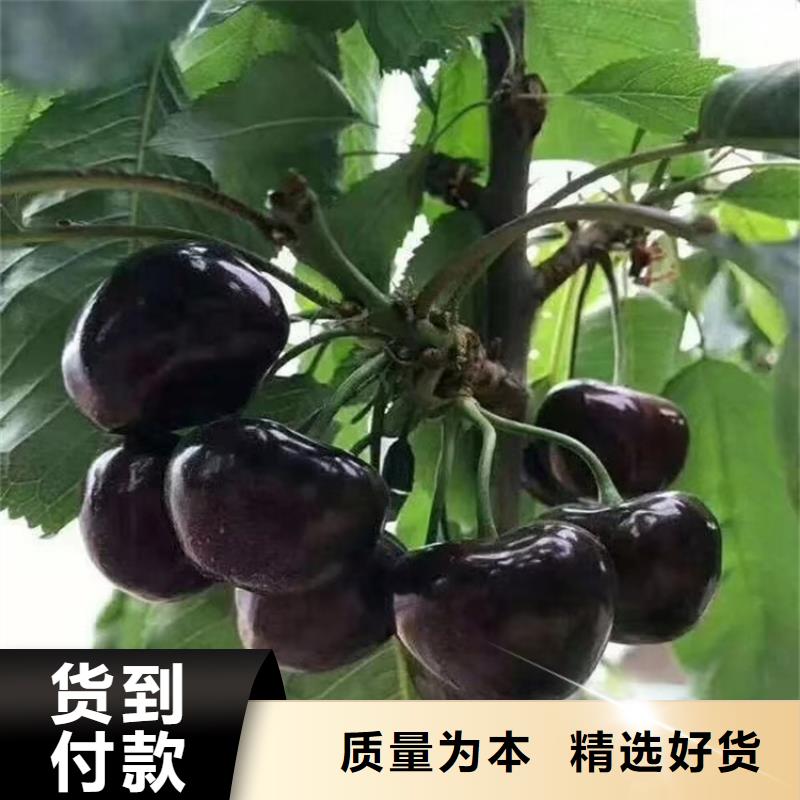 矮化车厘子树苗适合种植地区支持大批量采购