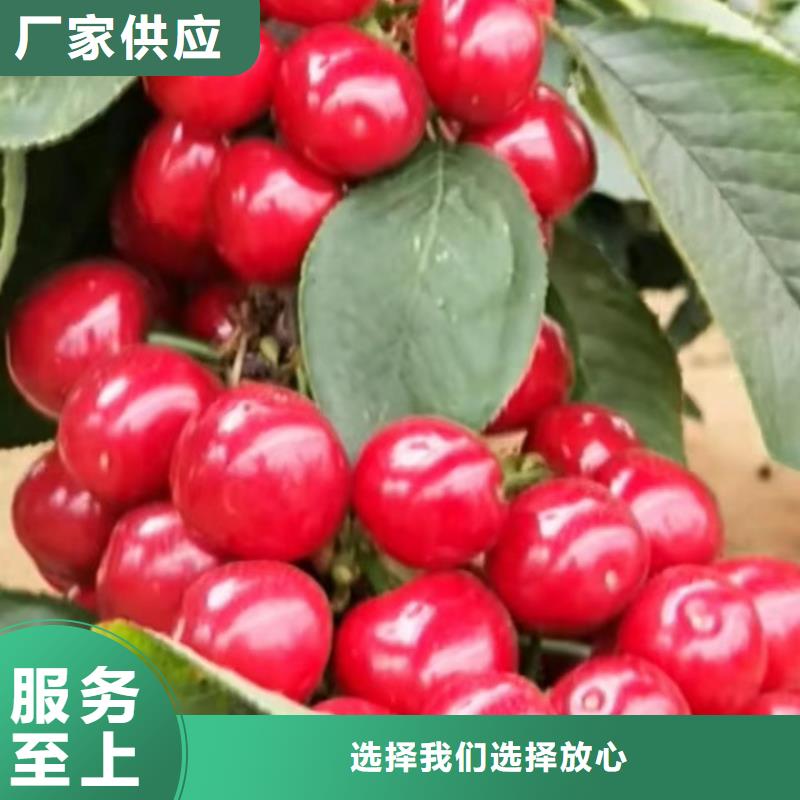 大樱桃苗批发零售厂家质量过硬