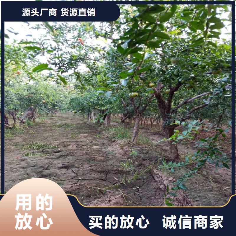 黑籽石榴苗现挖苗现发货当地供应商