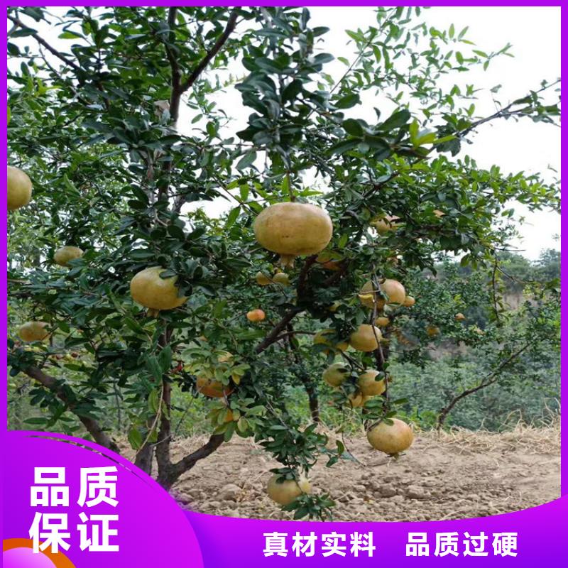 黑籽石榴苗量大从优优势