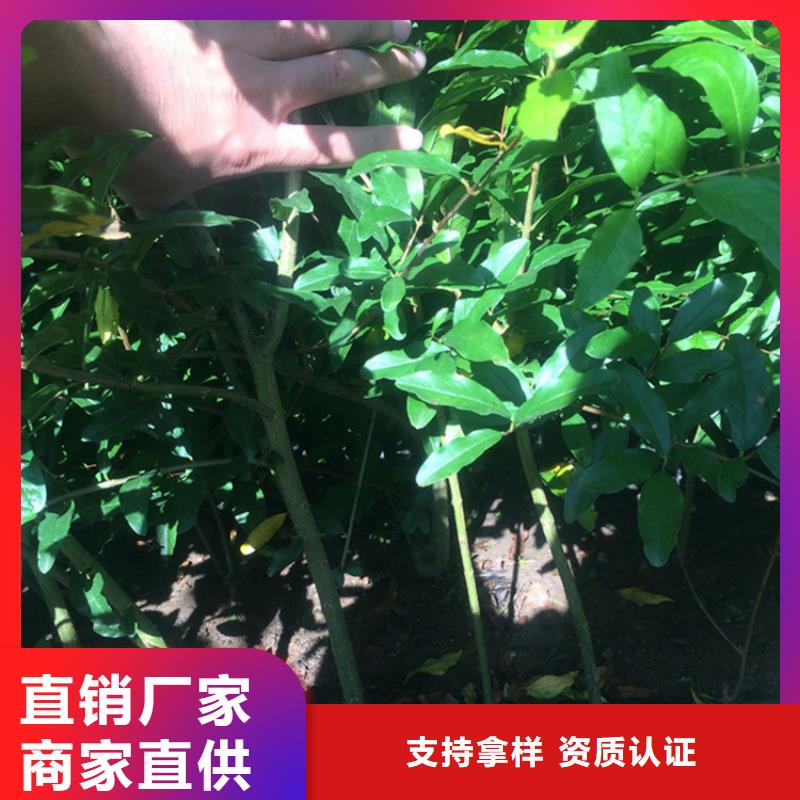 黑籽石榴苗根系发达附近经销商