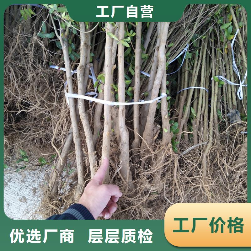 甜籽石榴苗种植基地精工打造