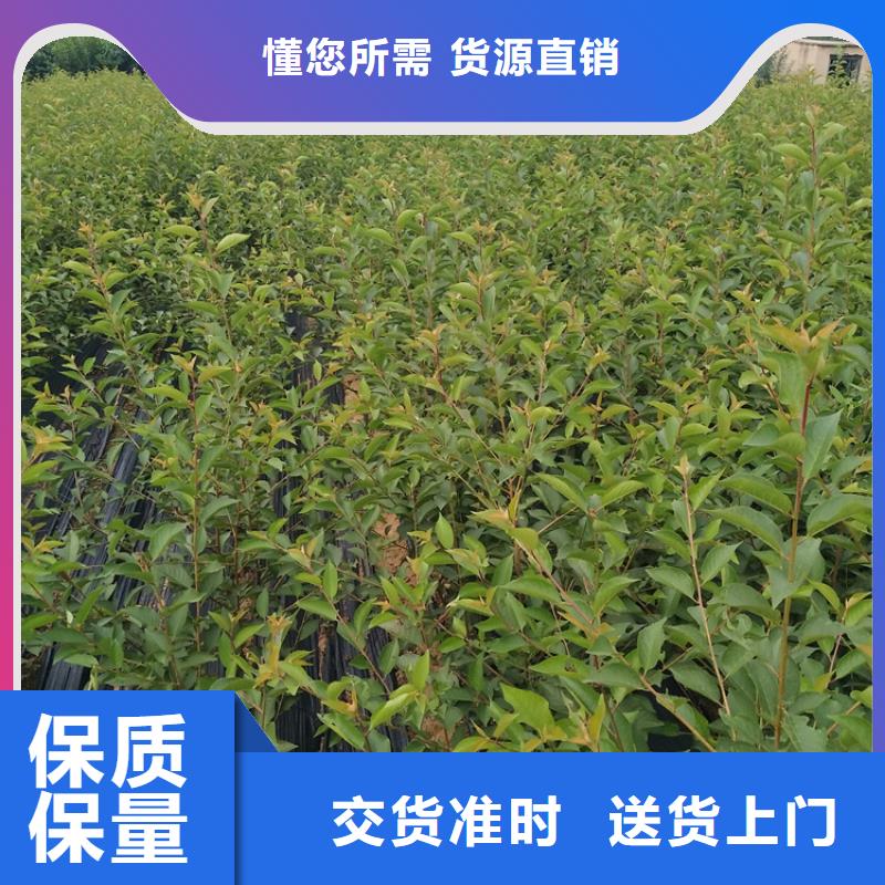 软籽石榴树苗种植技术同城厂家