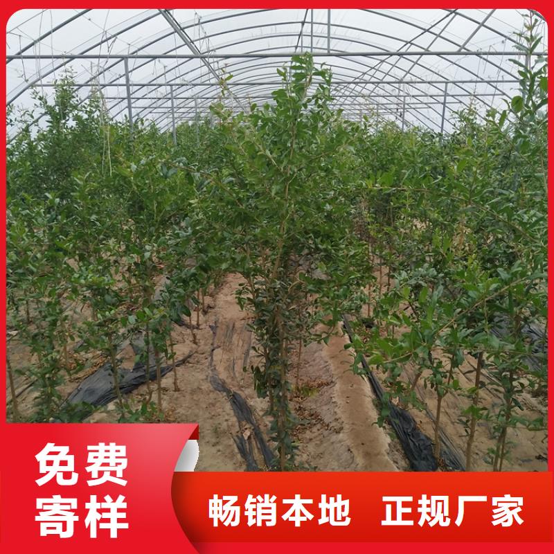 黑籽石榴苗种植管理技术敢与同行比质量