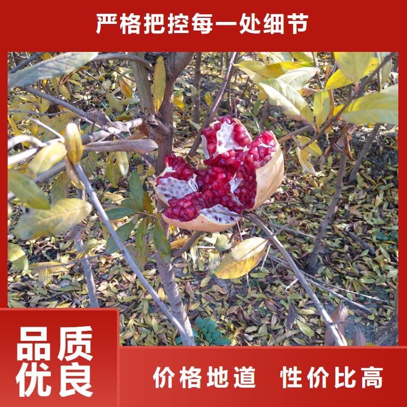 软籽石榴苗种植基地一手价格