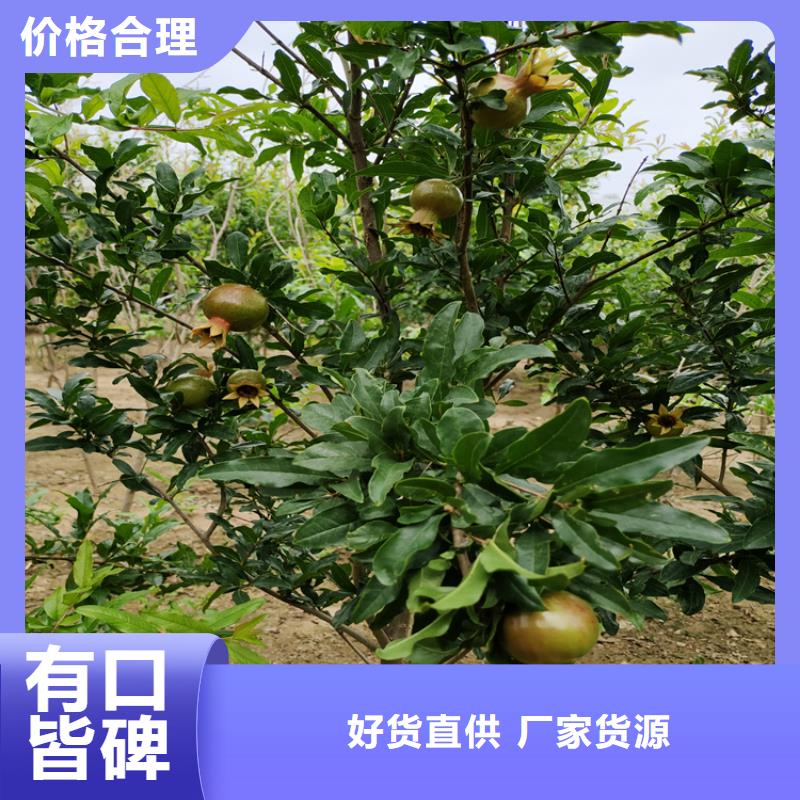 黑籽石榴苗种植管理技术源头直供