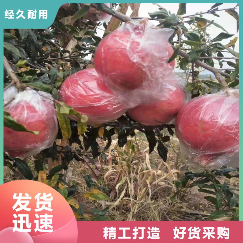 软籽石榴苗适合种植地区货源直供