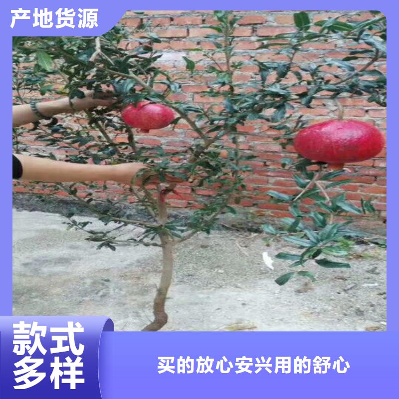 软籽石榴苗露天种植按需设计