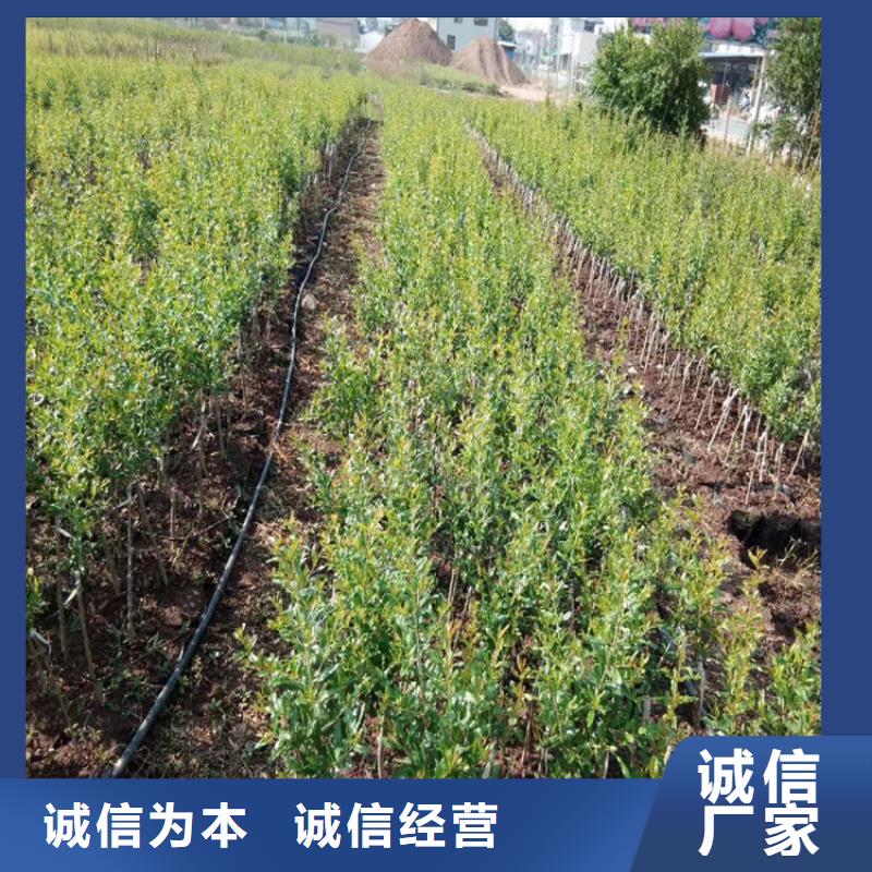 黑籽石榴苗适合种植地区实力厂家直销