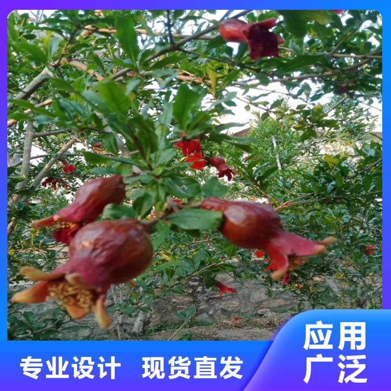 黑籽石榴苗种植基地附近厂家