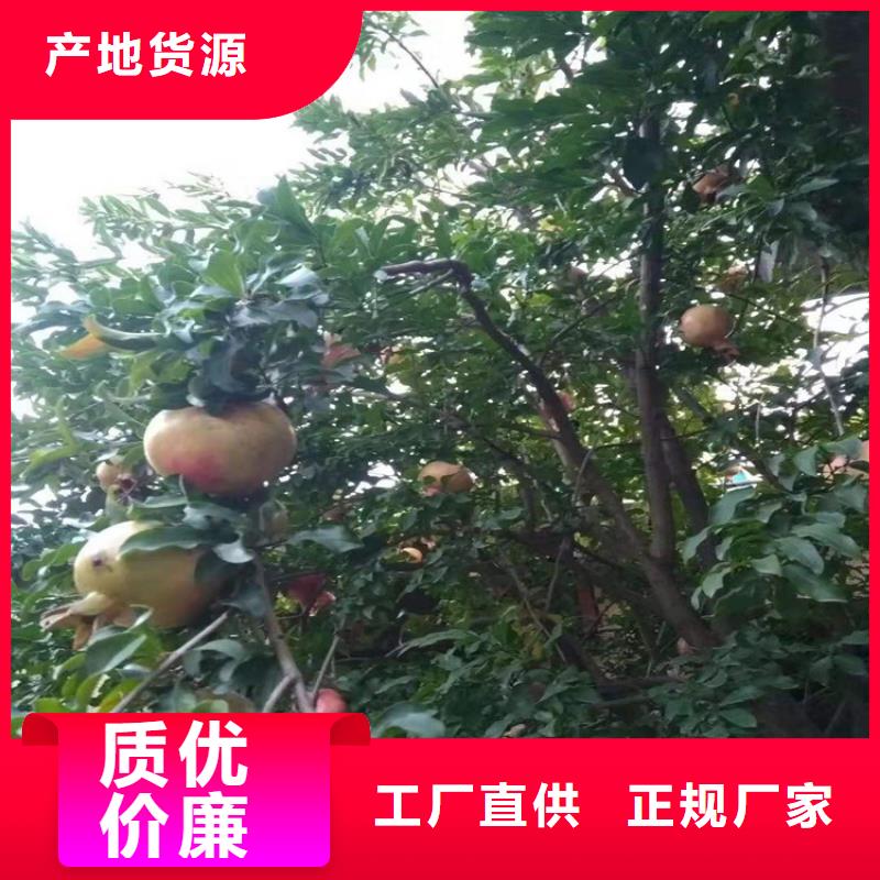 软籽石榴苗种植管理技术当地公司