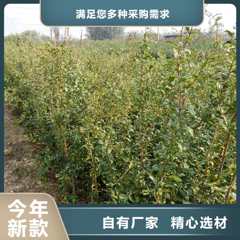 黑籽石榴苗适合种植地区工厂直供