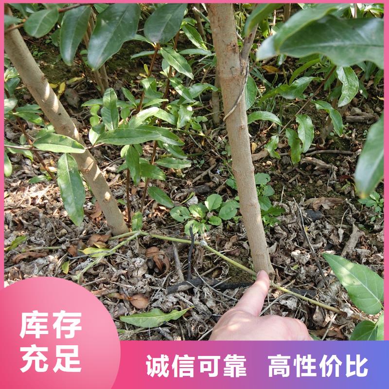 黑籽石榴苗适合种植地区专业完善售后