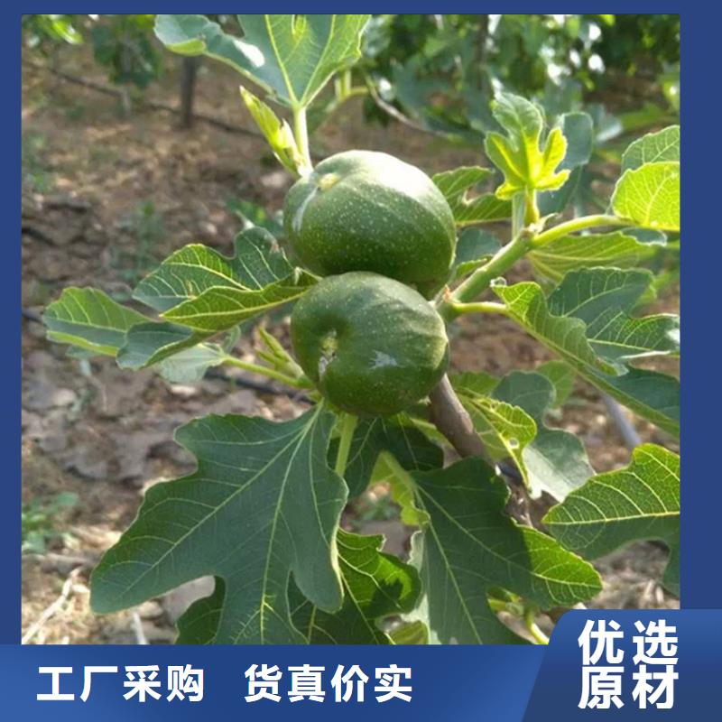 斯特拉无花果苗当年结果树追求品质