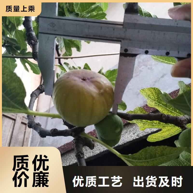 无花果树苗多少钱一棵附近公司