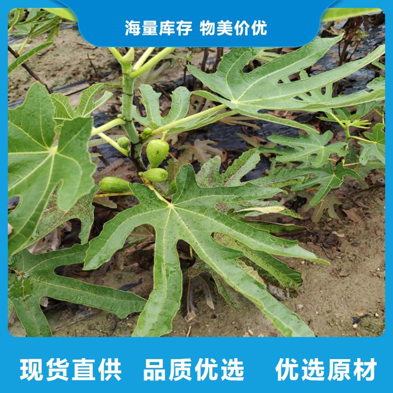 无花果苗露天种植同城经销商