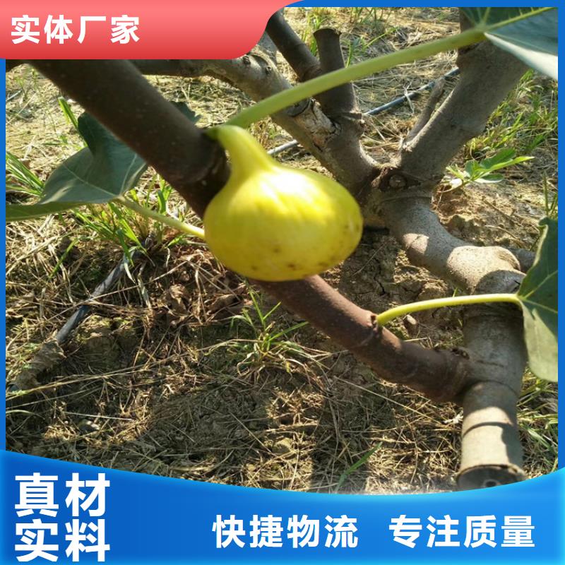 无花果树苗用什么肥料/轩园园艺场附近品牌