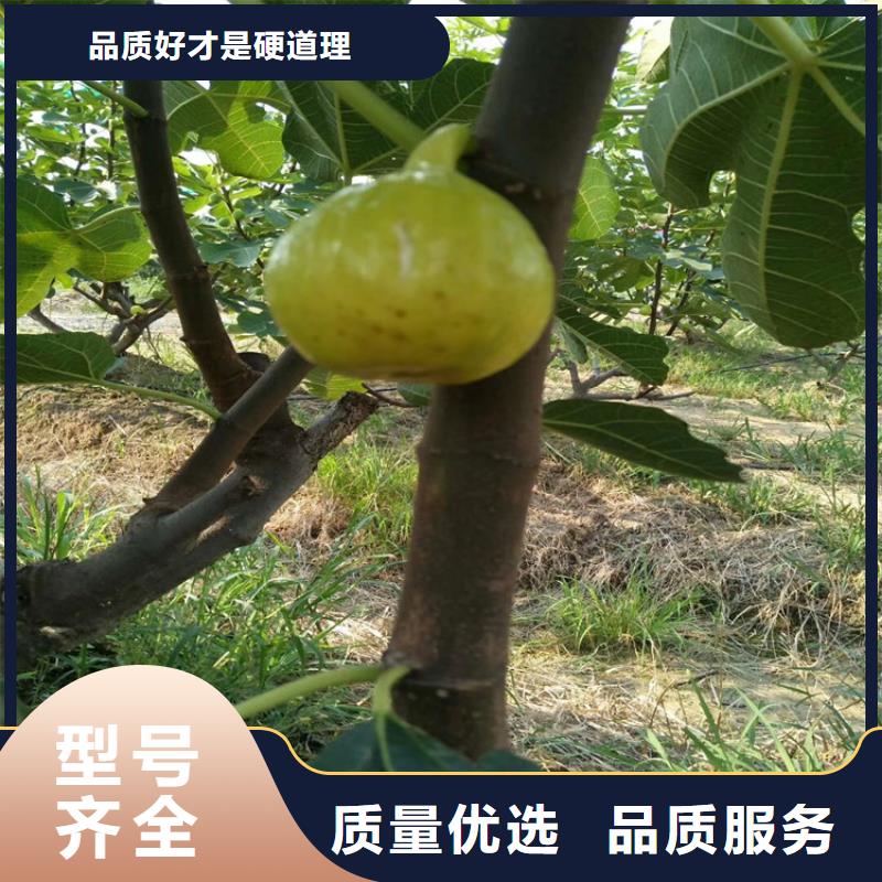 金傲芬无花果苗量大从优价格透明