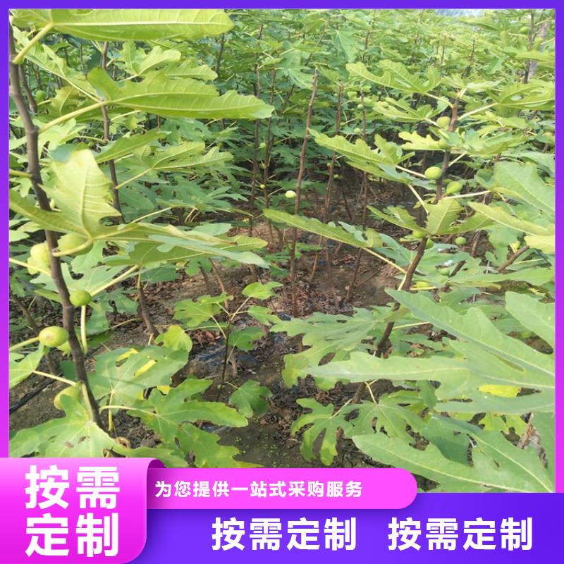 金傲芬无花果苗大棚种植/轩园园艺场原料层层筛选