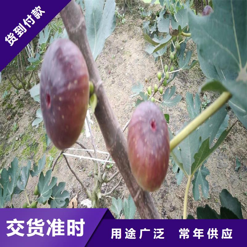 华丽无花果苗治瘊子过程/轩园园艺场附近公司