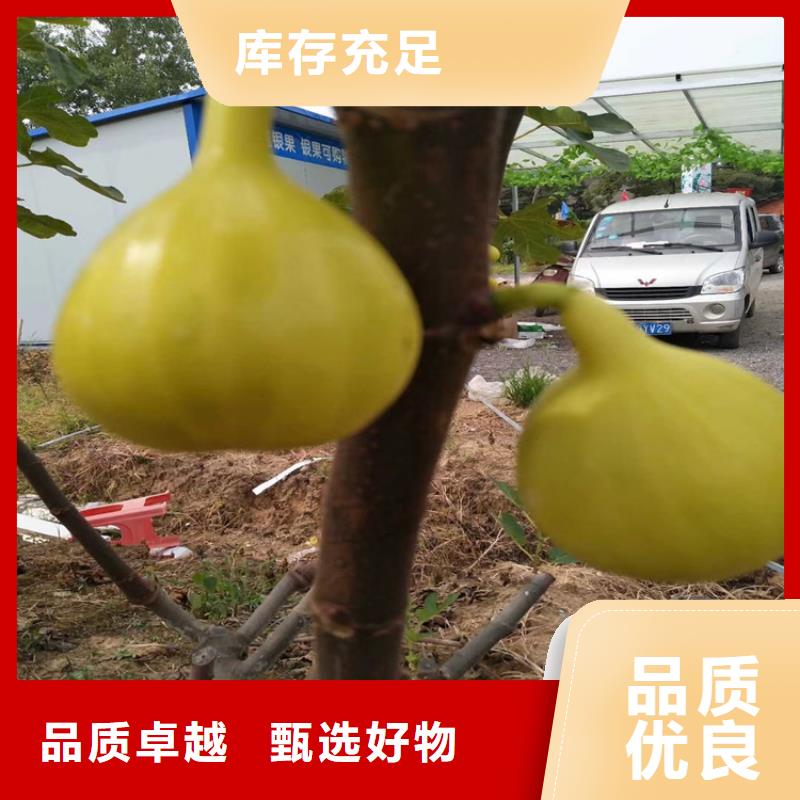 无花果树苗种植管理技术库存丰富