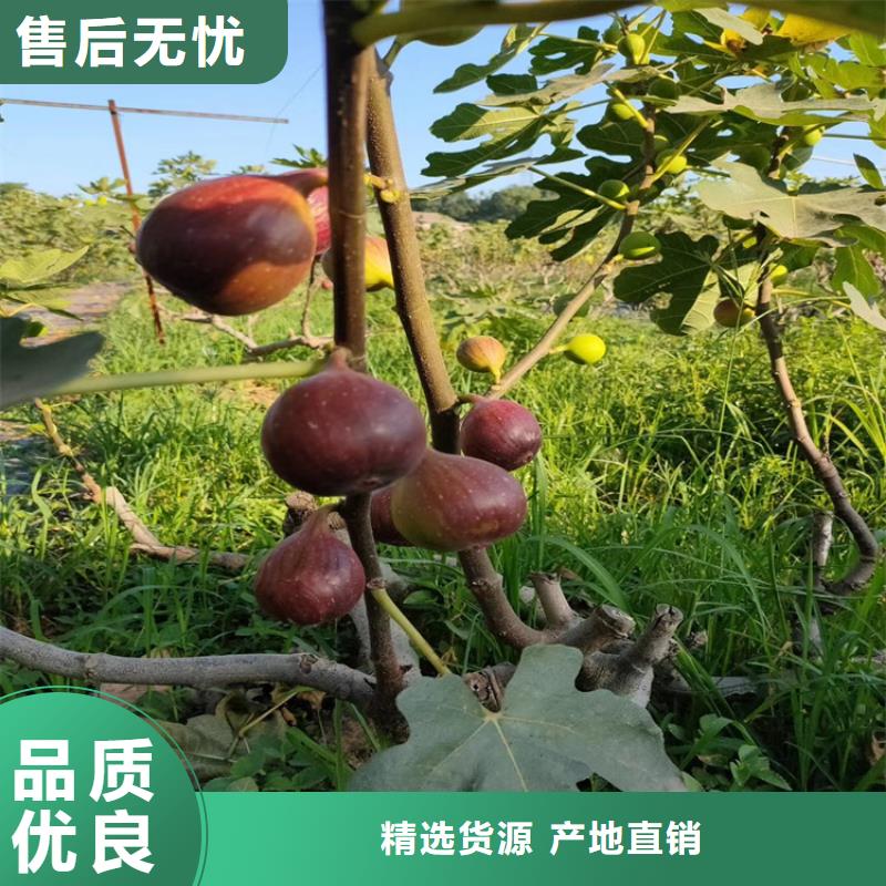 紫果无花果苗怎么防虫/轩园园艺场支持加工定制