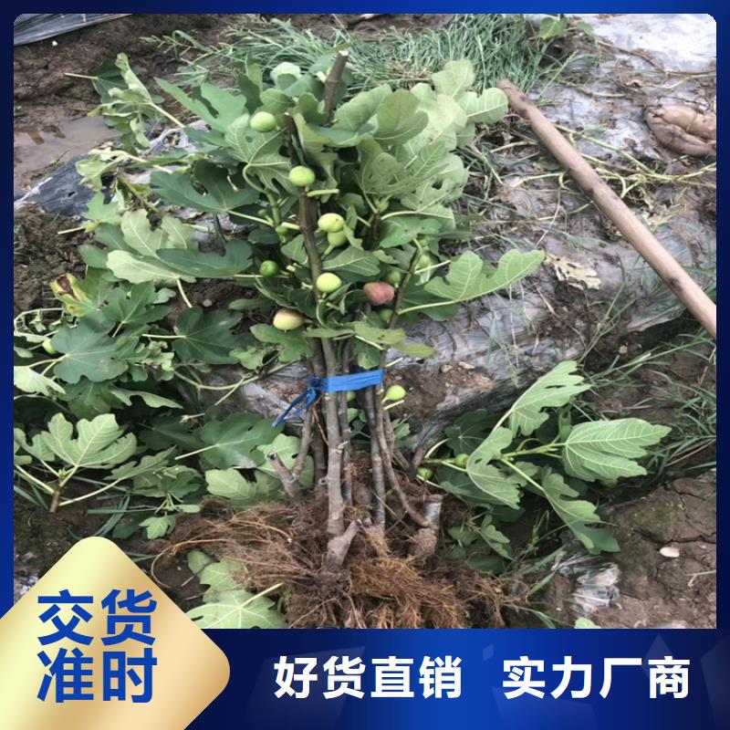 紫果无花果苗怎样治痔疮/轩园园艺场本地服务商