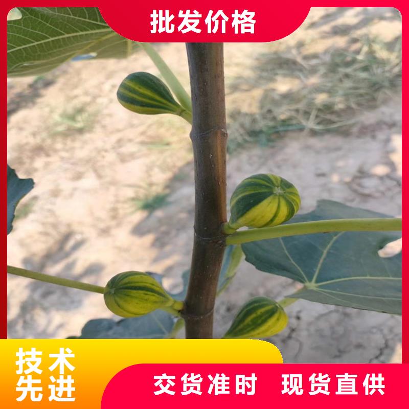 布兰瑞克无花果苗成活率高/轩园园艺场细节之处更加用心