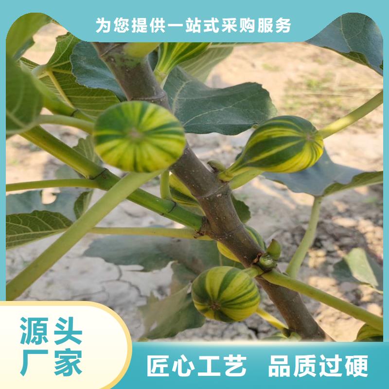 紫果无花果苗基地直销/轩园园艺场本地生产商