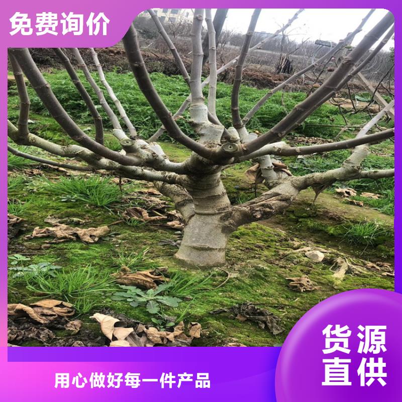 大青皮无花果苗怎么防虫/轩园园艺场货源足质量好