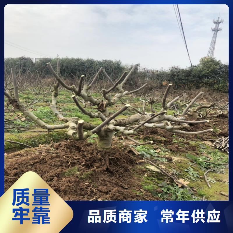 当年结果无花果树苗怎么卖批发零售本地厂家