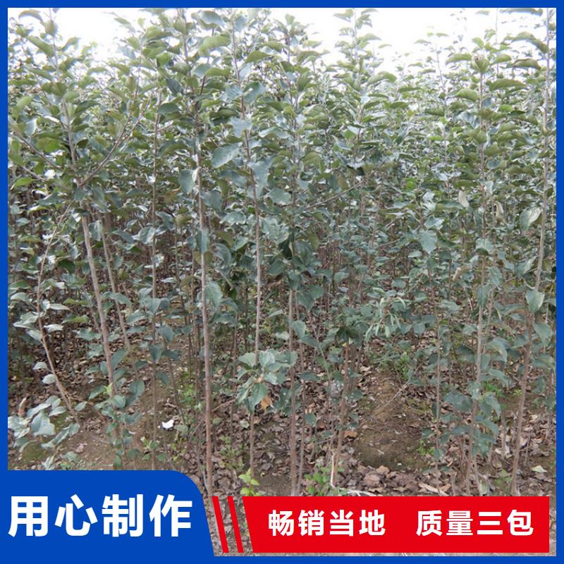 维纳斯黄金苹果苗种植基地/轩园园艺场生产加工