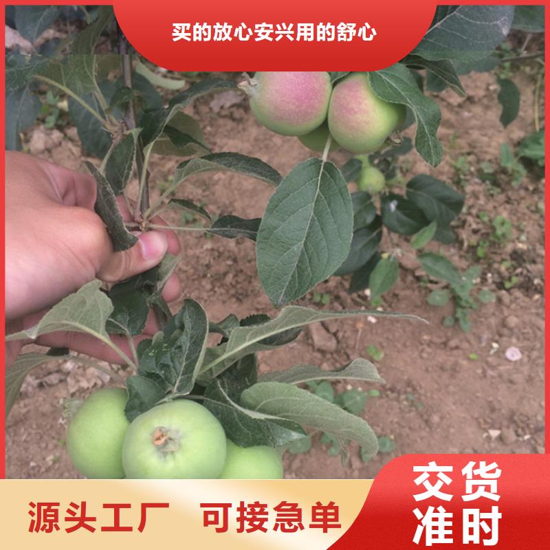 早熟苹果苗质优价廉可零售可批发