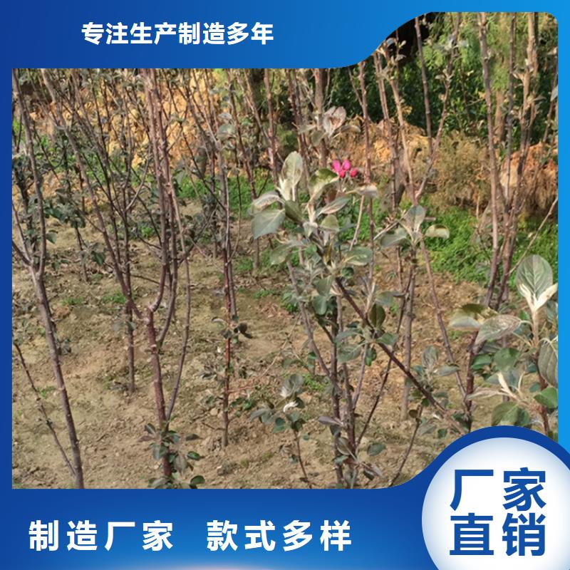 苹果树成活率高/轩园园艺场同城公司