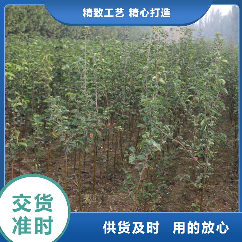 新品种苹果树苗种植管理技术实力优品