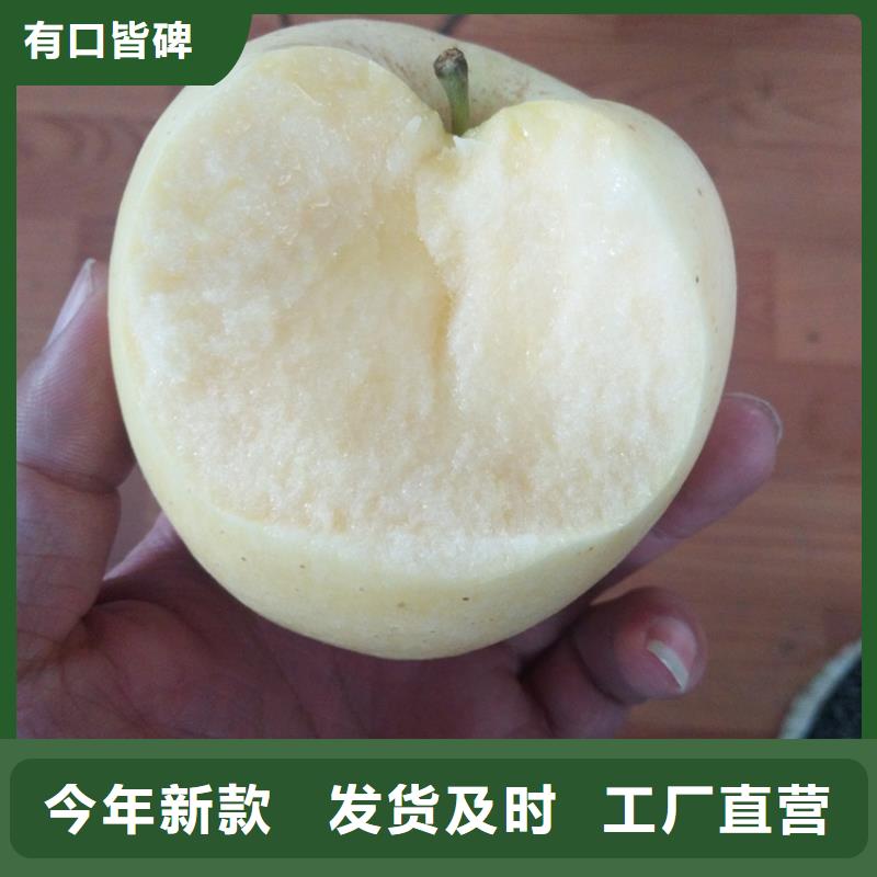 苹果树苗批发零售附近品牌