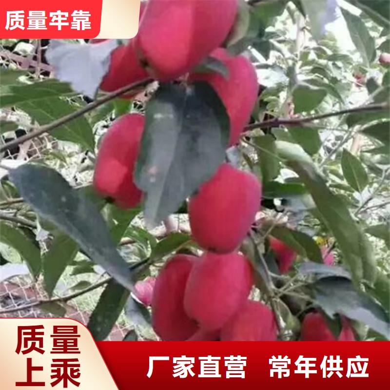 脆甜苹果苗成活率高专业供货品质管控