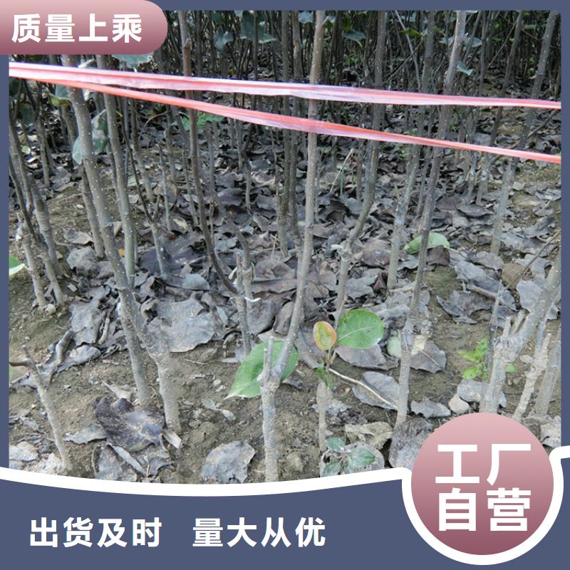 玉露香梨苗批发价格同城生产商