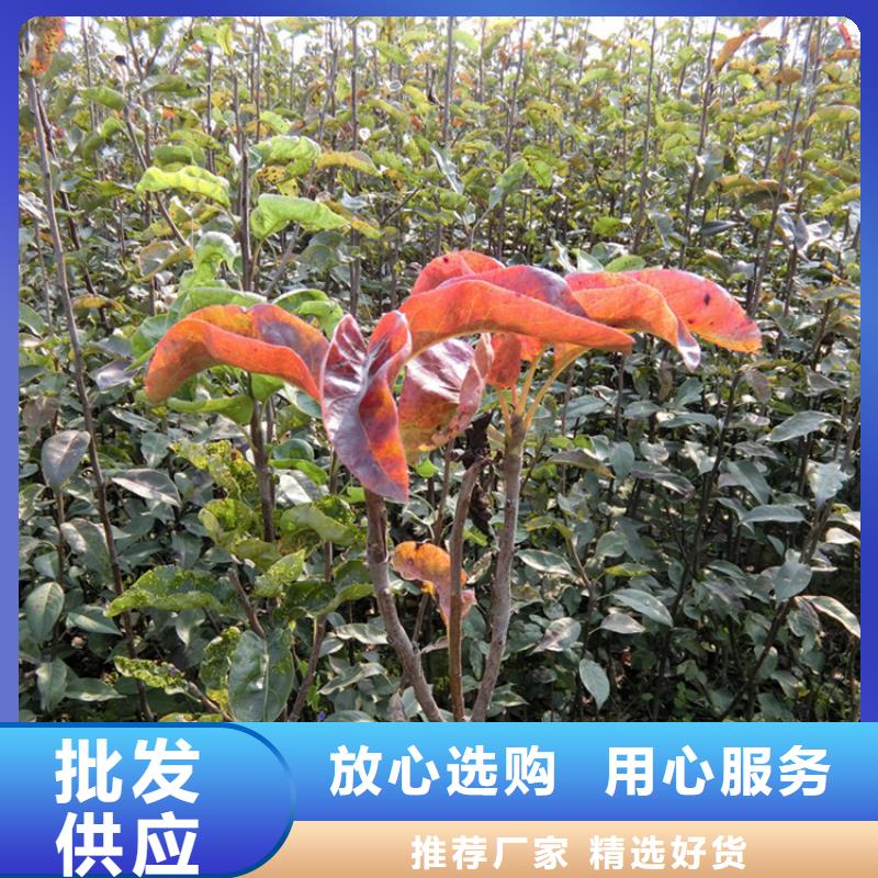 红梨苗种植基地货真价实