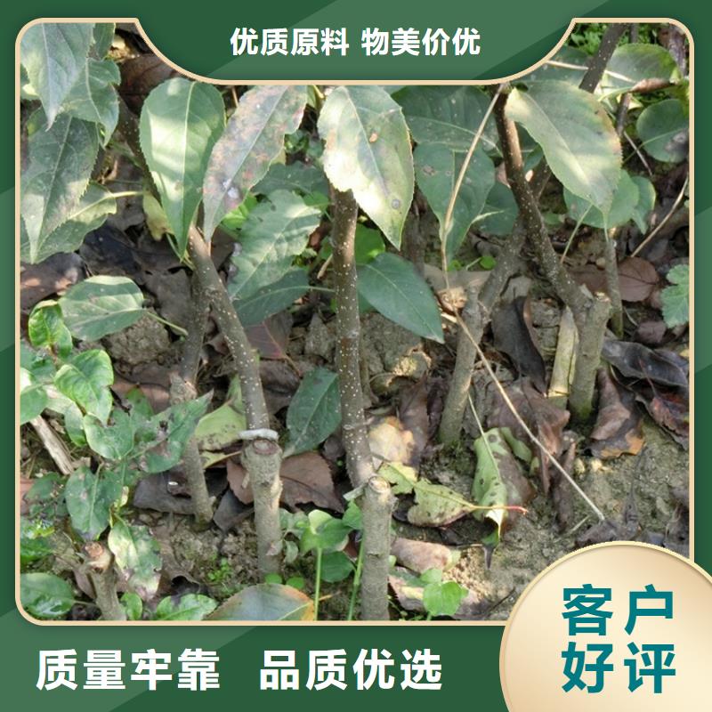 红梨苗种植管理技术本地生产商