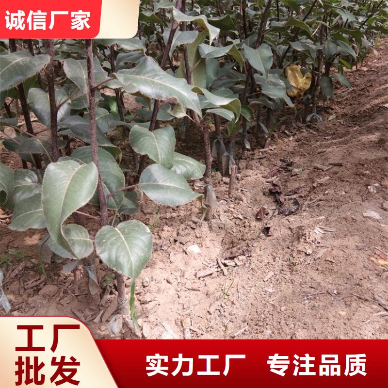 三红梨树苗适合种植地区本地制造商