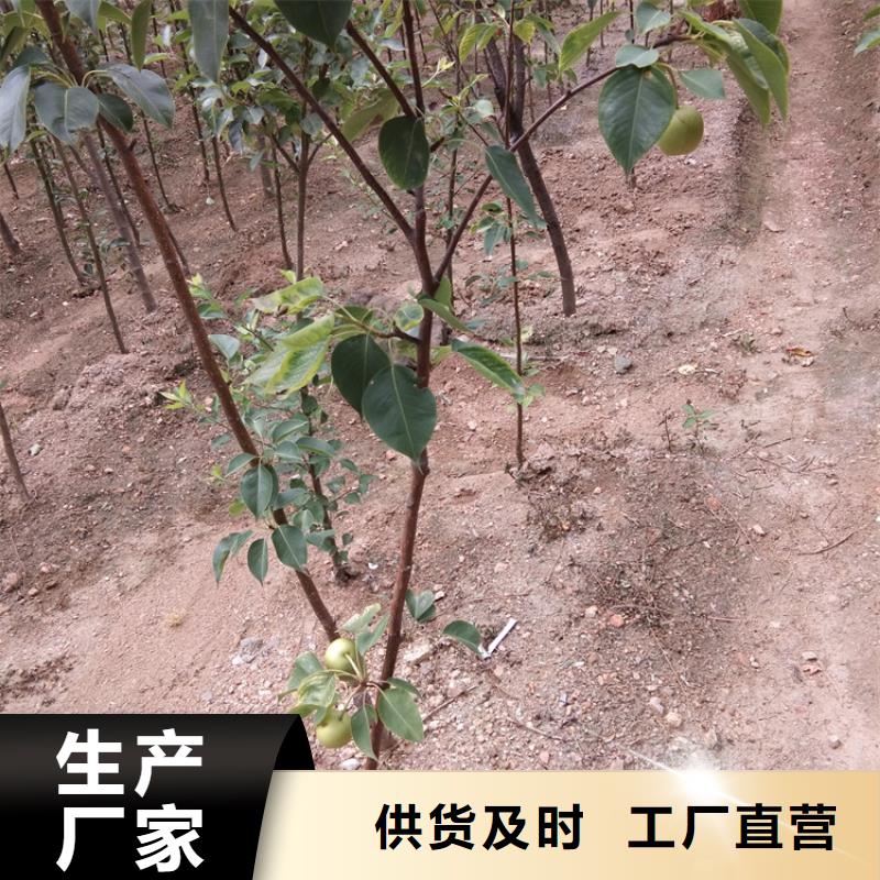 嫁接梨树苗种植管理技术品质服务诚信为本