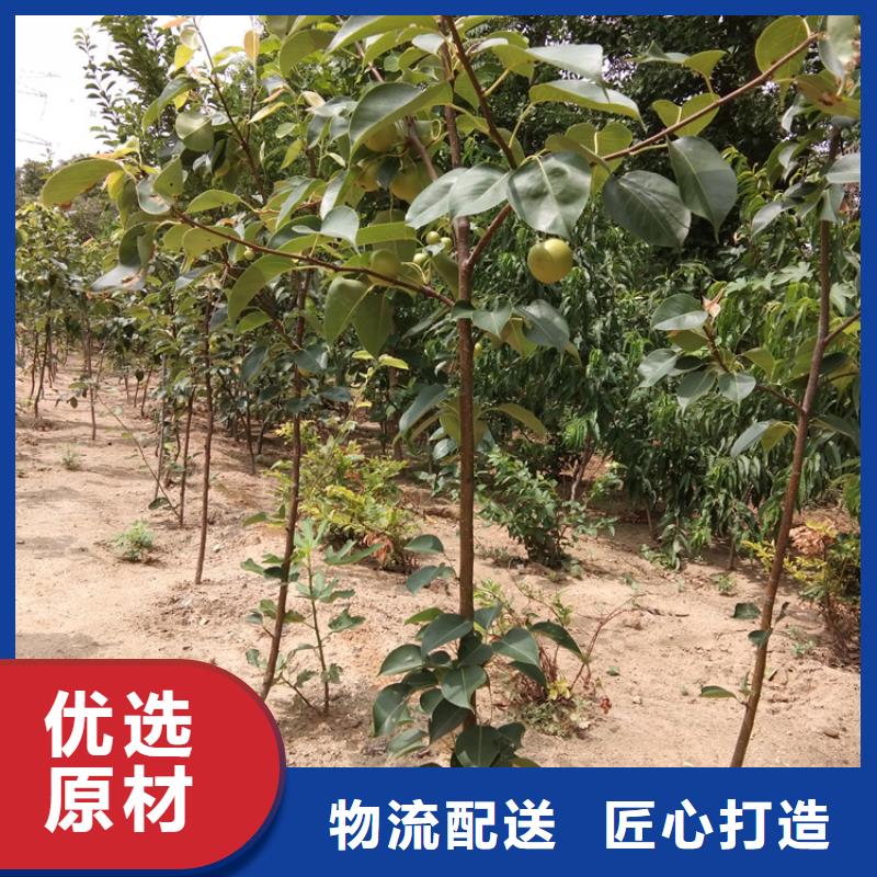 红梨树苗种植管理技术诚信厂家