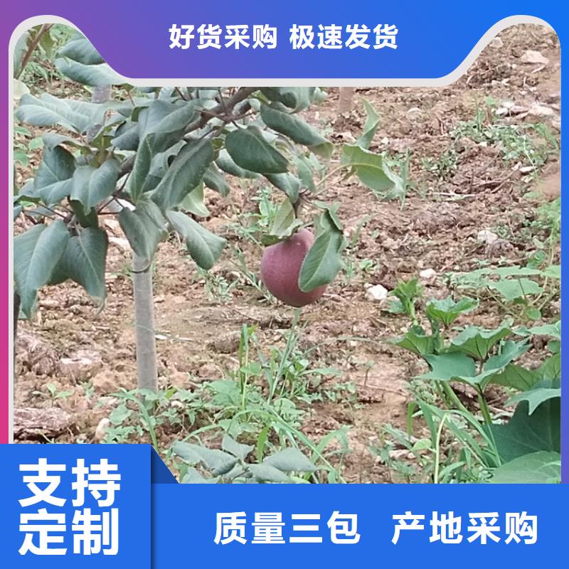 彩虹梨树苗现挖苗现发货货到付款