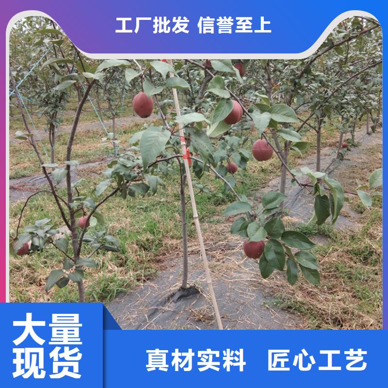 彩虹梨树苗育苗基地本地经销商